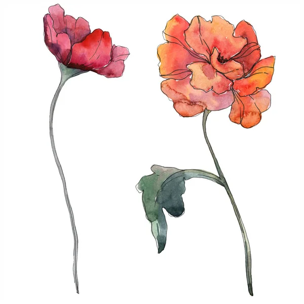 Featured image of post Disegni Di Papaveri Colorati