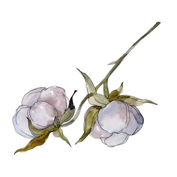 Flor botânica floral de algodão branco. Folha selvagem da primavera wildflower. Conjunto de ilustração de fundo aquarela. Aquarelle desenho aquarelle moda isolado. Elemento de ilustração de algodão isolado . — Fotografia de Stock