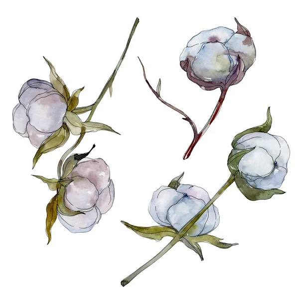 Fleur botanique florale en coton blanc. Feuille de printemps sauvage fleur sauvage. Ensemble d'illustration de fond aquarelle. Aquarelle dessin mode aquarelle isolé. Elément d'illustration en coton isolé . — Photo de stock