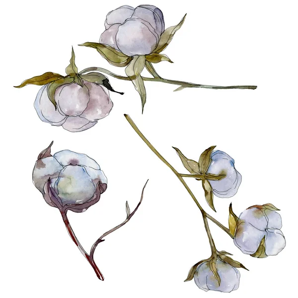 Flor botânica floral de algodão branco. Folha selvagem da primavera wildflower. Conjunto de ilustração de fundo aquarela. Aquarelle desenho aquarelle moda isolado. Elemento de ilustração de algodão isolado . — Fotografia de Stock