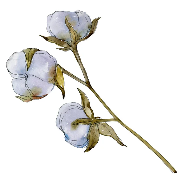 Flor botânica floral de algodão branco. Folha selvagem da primavera wildflower. Conjunto de ilustração de fundo aquarela. Aquarelle desenho aquarelle moda isolado. Elemento de ilustração de algodão isolado . — Fotografia de Stock