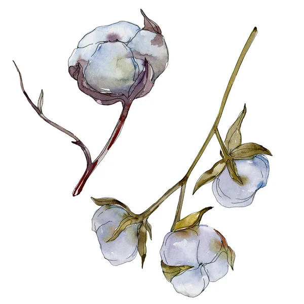 White cotton floral botanical flower. Wild spring leaf wildflower. Watercolor background illustration set. Watercolour drawing fashion aquarelle isolated. Isolated cotton illustration element. — Stock Photo
