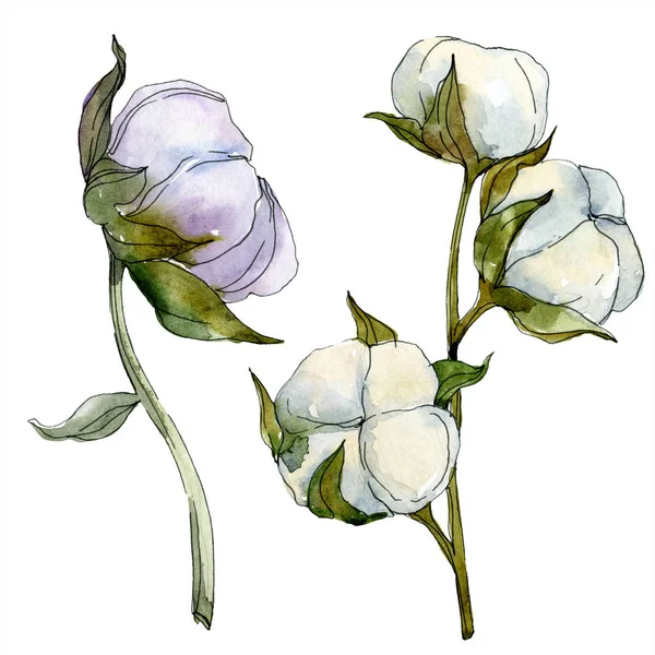 Fleur botanique florale en coton. Feuille sauvage de printemps fleur sauvage isolée. Ensemble d'illustration de fond aquarelle. Aquarelle dessin mode aquarelle isolé. Elément d'illustration en coton isolé . — Photo de stock