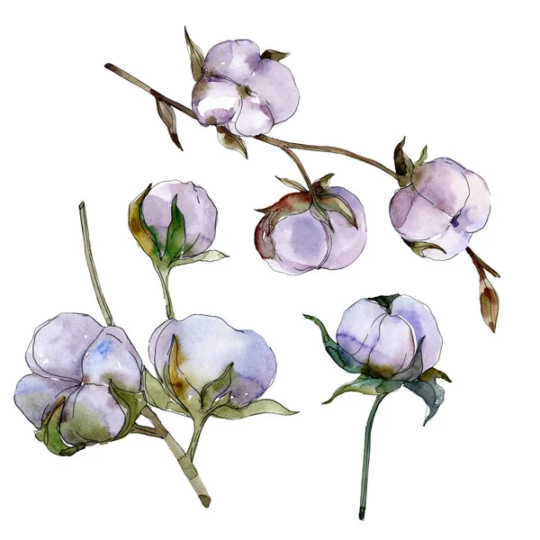 Coton violet isolé sur blanc. Ensemble d'illustration de fond aquarelle . — Photo de stock