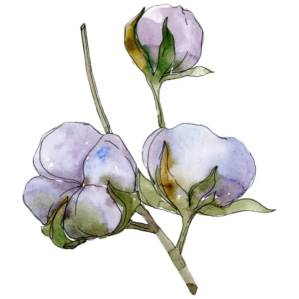 Cotone viola isolato su bianco. Acquerello sfondo illustrazione set . — Foto stock