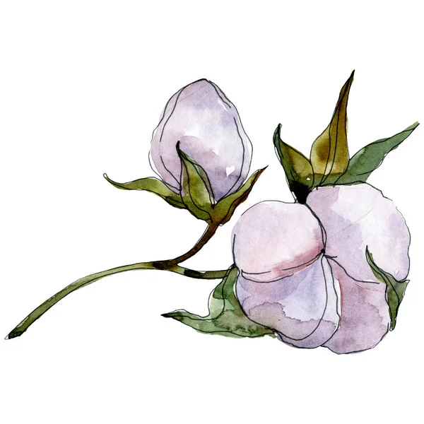 Algodón púrpura aislado en blanco. Acuarela fondo ilustración conjunto . - foto de stock