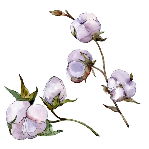 Coton violet isolé sur blanc. Ensemble d'illustration de fond aquarelle . — Photo de stock