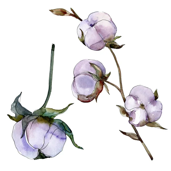 Coton violet isolé sur blanc. Ensemble d'illustration de fond aquarelle . — Photo de stock