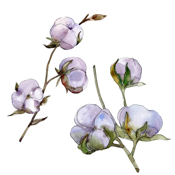 Фіолетова бавовна ізольована на білому. Набір ілюстрацій акварельного фону . — стокове фото