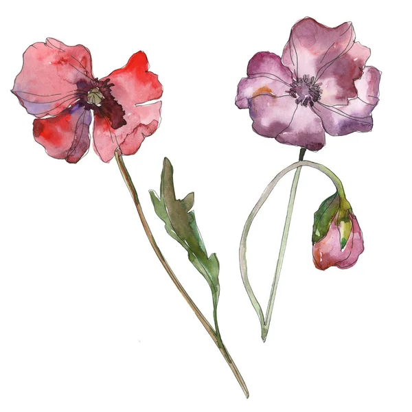 Fleur botanique florale de pavot rouge pourpre. Feuille de printemps sauvage isolée. Ensemble d'illustration de fond aquarelle. Aquarelle dessin mode aquarelle isolé. Élément d'illustration de coquelicots isolés . — Photo de stock