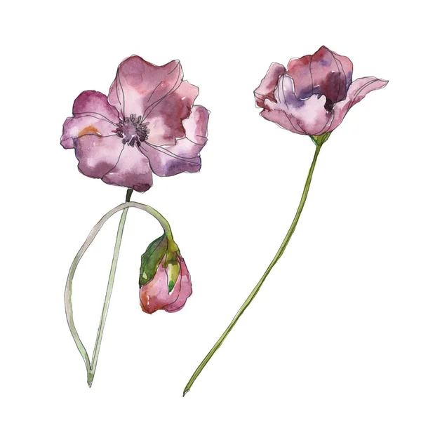 Lila rote Mohnblume botanische Blume. wildes Frühlingsblatt isoliert. Aquarell Hintergrundillustration Set. Aquarellzeichnung Modeaquarell isoliert. isolierte Mohnblumen Illustrationselement. — Stockfoto