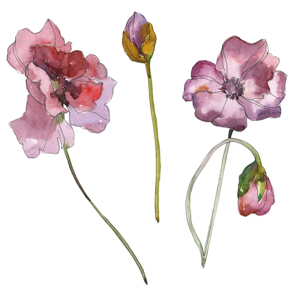 Lila rote Mohnblume botanische Blume. wildes Frühlingsblatt isoliert. Aquarell Hintergrundillustration Set. Aquarellzeichnung Modeaquarell isoliert. isolierte Mohnblumen Illustrationselement. — Stockfoto