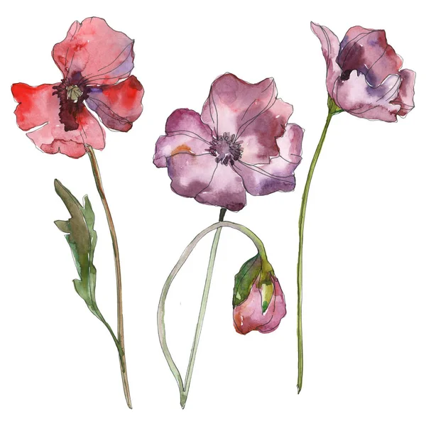 Lila rote Mohnblume botanische Blume. wildes Frühlingsblatt isoliert. Aquarell Hintergrundillustration Set. Aquarellzeichnung Modeaquarell isoliert. isolierte Mohnblumen Illustrationselement. — Stockfoto