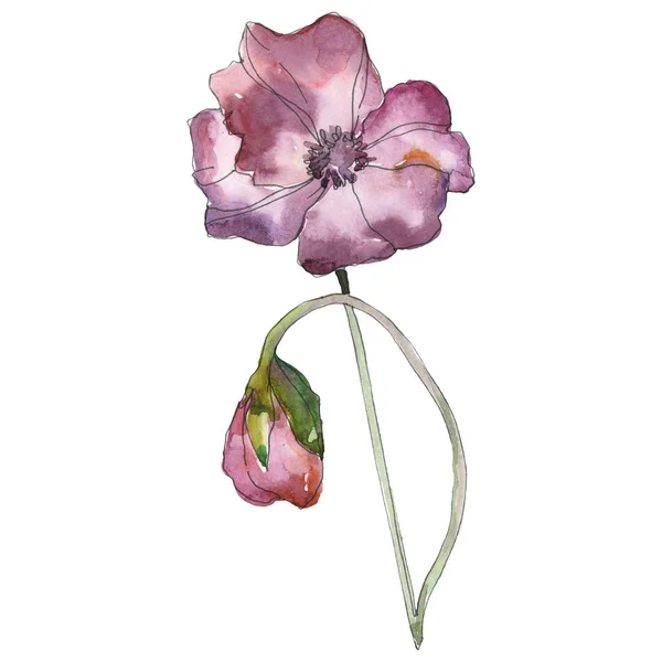 Flor botânica floral de papoula vermelha roxa. Folha de primavera selvagem isolada. Conjunto de ilustração de fundo aquarela. Aquarelle desenho aquarelle moda isolado. Isolado papoilas ilustração elemento . — Fotografia de Stock