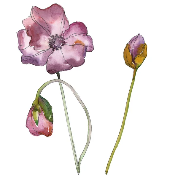 Lila rote Mohnblume botanische Blume. wildes Frühlingsblatt isoliert. Aquarell Hintergrundillustration Set. Aquarellzeichnung Modeaquarell isoliert. isolierte Mohnblumen Illustrationselement. — Stockfoto