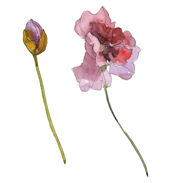 Fleur botanique florale de pavot rouge pourpre. Feuille de printemps sauvage isolée. Ensemble d'illustration de fond aquarelle. Aquarelle dessin mode aquarelle isolé. Élément d'illustration de coquelicots isolés . — Photo de stock