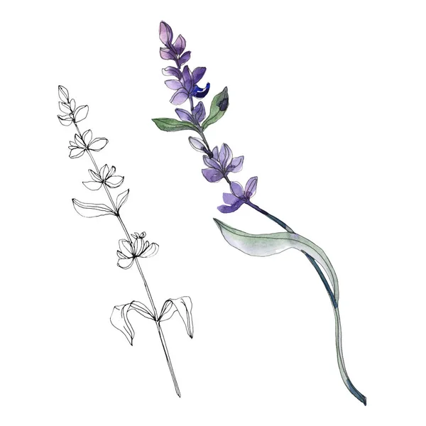 Violette isolierte Lavendelblüten. Aquarellillustrationselemente. — Stockfoto