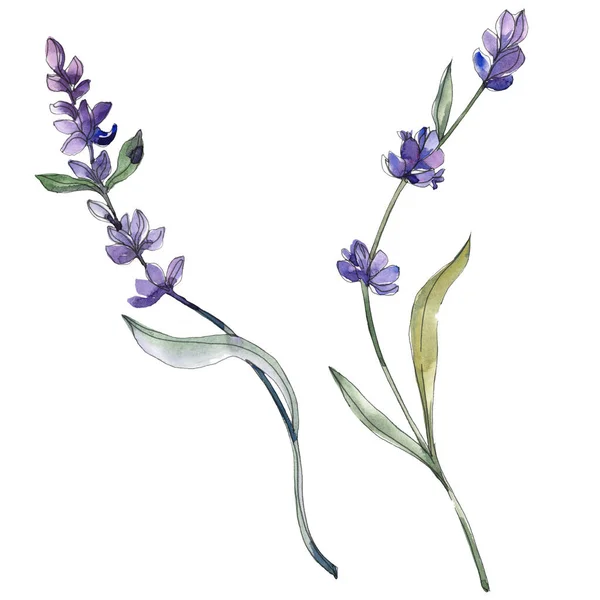 Violette isolierte Lavendelblüten. Aquarellillustrationselemente. — Stockfoto