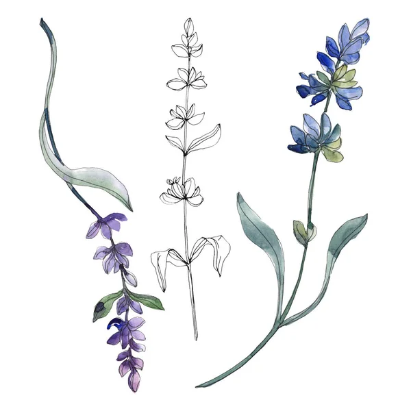 Purple isolated  lavender flowers. Watercolor illustration elements. — Stock Photo