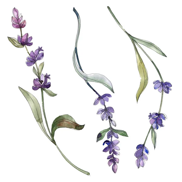 Purple isolated  lavender flowers. Watercolor illustration elements. — Stock Photo