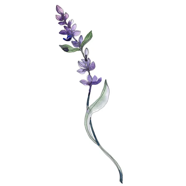 Violette isolierte Lavendelblüte. Aquarell Hintergrund Illustration Element. — Stockfoto