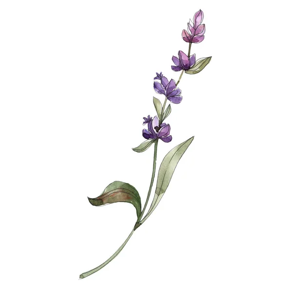 Violette isolierte Lavendelblüte. Aquarell Hintergrund Illustration Element. — Stockfoto