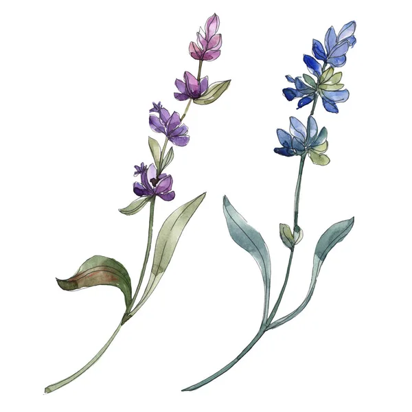 Violette isolierte Lavendelblüten. Aquarellillustrationselemente. — Stockfoto