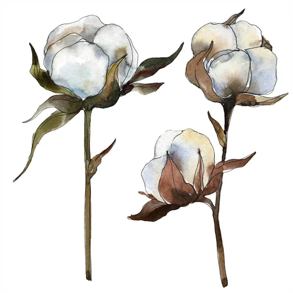 Cotton floral botanical flower. Watercolor background illustration set. Watercolour drawing fashion aquarelle isolated. Isolated cotton illustration element. — Stock Photo