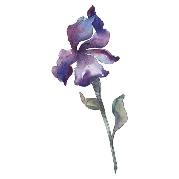 Iris viola. Fiore botanico floreale. Fiore selvatico primaverile isolato. Acquerello sfondo illustrazione set. Acquerello disegno moda acquerello isolato. Elemento di illustrazione dell'iride isolata . — Foto stock