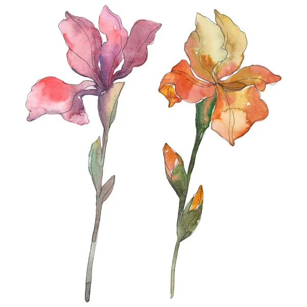 Red and orange irises. Floral botanical flower. Wild spring leaf isolated. Watercolor background illustration set. Watercolour drawing fashion aquarelle. Isolated iris illustration element. — Stock Photo