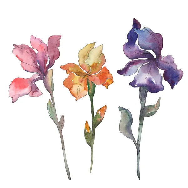 Red, orange and purple irises. Floral botanical flower. Wild spring leaf isolated. Watercolor background illustration set. Watercolour drawing fashion aquarelle. Isolated iris illustration element. — Stock Photo