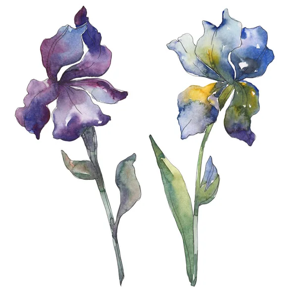 Iris púrpura y azul. Flor botánica floral. Hoja de primavera salvaje aislada. Conjunto de ilustración de fondo acuarela. Acuarela dibujo moda acuarela aislado. Elemento de ilustración de iris aislado . - foto de stock