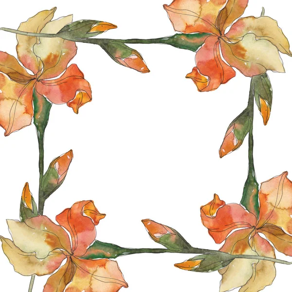 Íris laranja. Floral flor botânica. Folha selvagem primavera wildflower isolado. Conjunto de ilustração de fundo aquarela. Aquarelle desenho aquarelle moda isolado. Quadro borda ornamento quadrado . — Fotografia de Stock