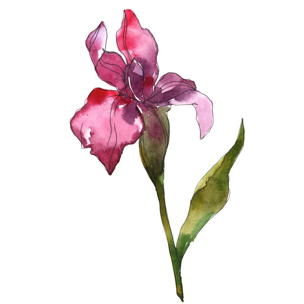 Iris púrpura flor botánica floral. Flor silvestre de hoja de primavera aislada. Conjunto de ilustración de fondo acuarela. Acuarela dibujo moda acuarela aislado. Elemento de ilustración de iris aislado . - foto de stock