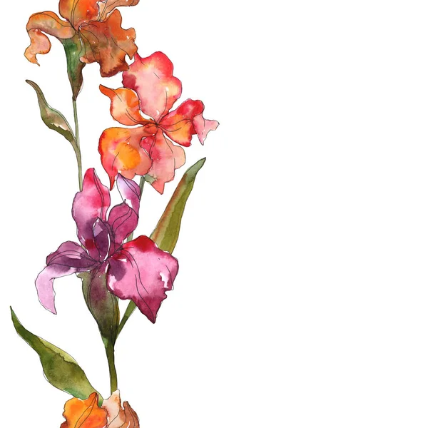 Fiore botanico floreale rosso e viola. Fiore selvatico primaverile isolato. Acquerello sfondo illustrazione set. Acquerello disegno moda acquerello isolato. Quadrato ornamento bordo cornice . — Foto stock