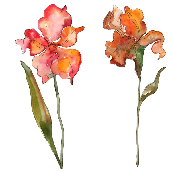 Íris vermelha flor botânica floral. Folha selvagem primavera wildflower isolado. Conjunto de ilustração de fundo aquarela. Aquarelle desenho aquarelle moda isolado. Iris isolado elemento de ilustração . — Fotografia de Stock