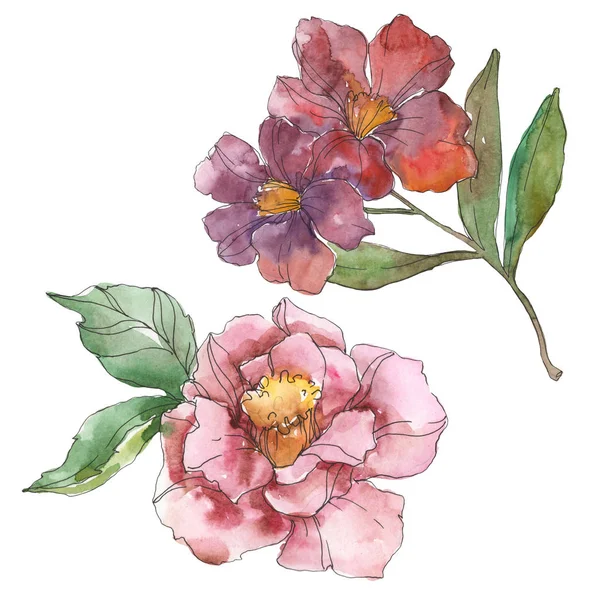 Camelia roja y púrpura aislada en blanco. Elemento ilustrativo de fondo de acuarela . — Stock Photo