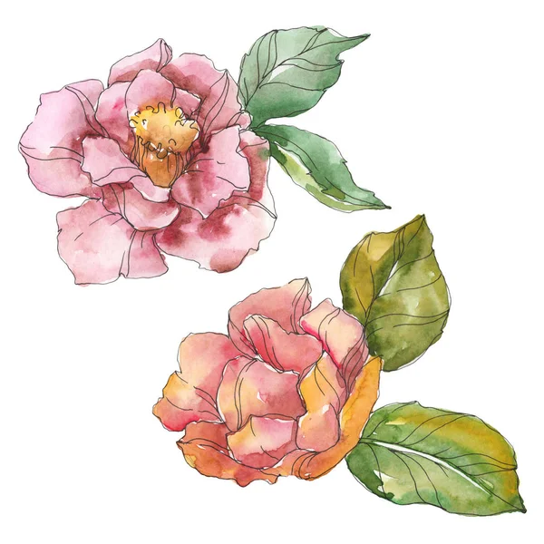 Camelia rossa e viola isolata su bianco. Acquerello sfondo elemento illustrazione . — Stock Photo