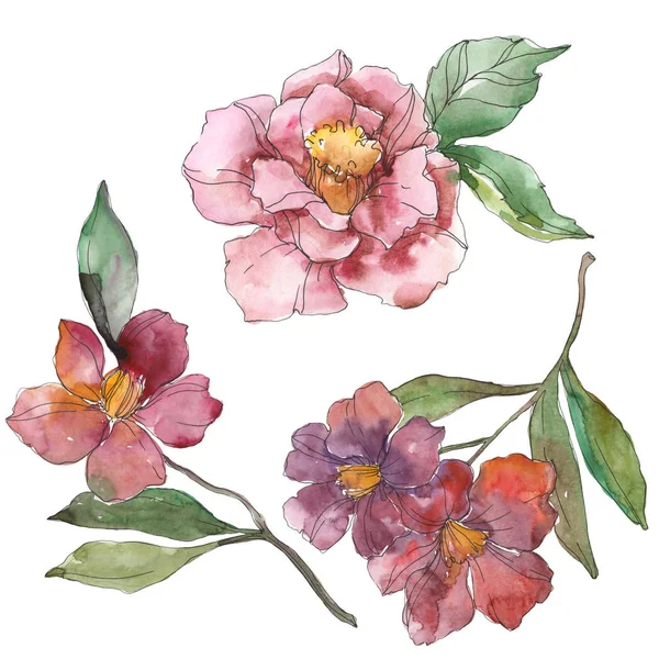 Camelia roja y púrpura aislada en blanco. Elemento ilustrativo de fondo de acuarela . - foto de stock