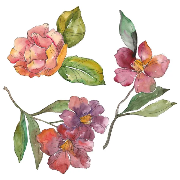 Camelia rossa e viola isolata su bianco. Acquerello sfondo elemento illustrazione . — Foto stock