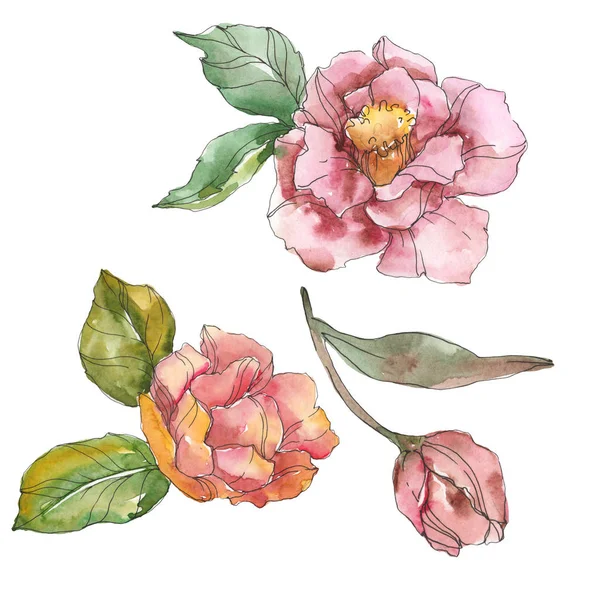 Camelia rossa e viola isolata su bianco. Acquerello sfondo elemento illustrazione . — Foto stock