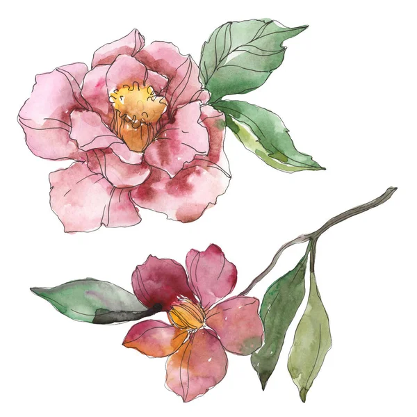 Camelia rossa e viola isolata su bianco. Acquerello sfondo elemento illustrazione . — Foto stock