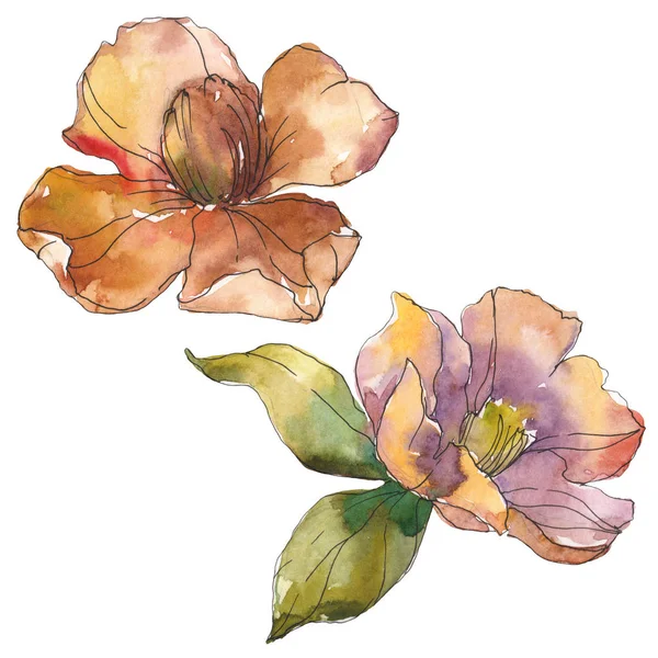 Flores de camélia laranja isoladas com folhas verdes. Conjunto de ilustrações aquarela . — Fotografia de Stock