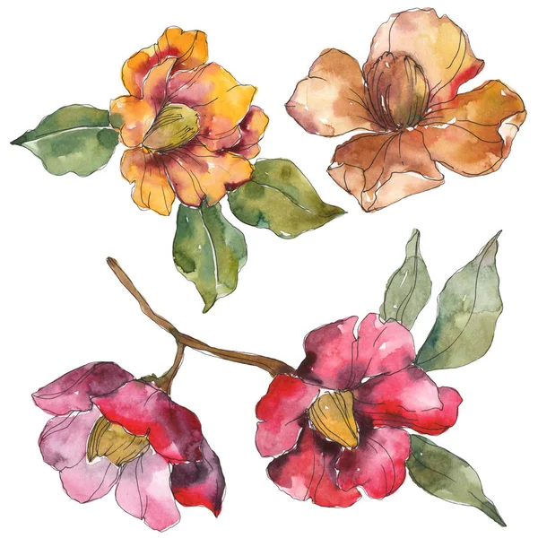 Isolated orange and red camellia flowers with green leaves. Watercolor illustration set. — Stock Photo