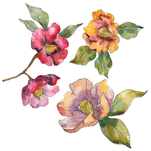 Isolated orange and red camellia flowers with green leaves. Watercolor illustration set. — Stock Photo