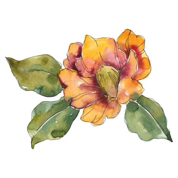 Flor de camelia anaranjada aislada con hojas verdes. Ilustración en acuarela . - foto de stock