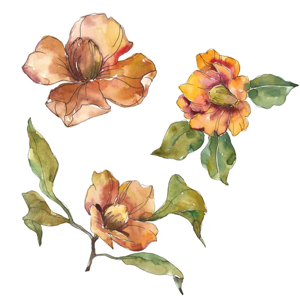 Fleurs de camélia orange isolées avec des feuilles vertes. Ensemble d'illustration aquarelle . — Photo de stock