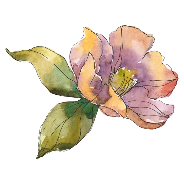 Isolated orange camellia flower with green leaves. Watercolor illustration. — Stock Photo