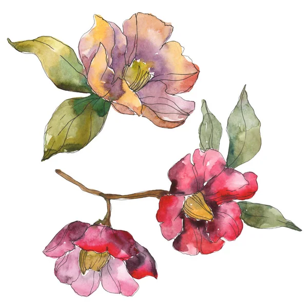 Isolated orange and red camellia flowers with green leaves. Watercolor illustration set. — Stock Photo