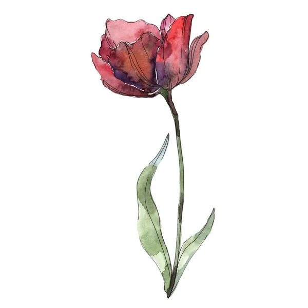 Burgunder isolierter Mohn mit Blatt. Aquarell-Illustrationselement. — Stockfoto